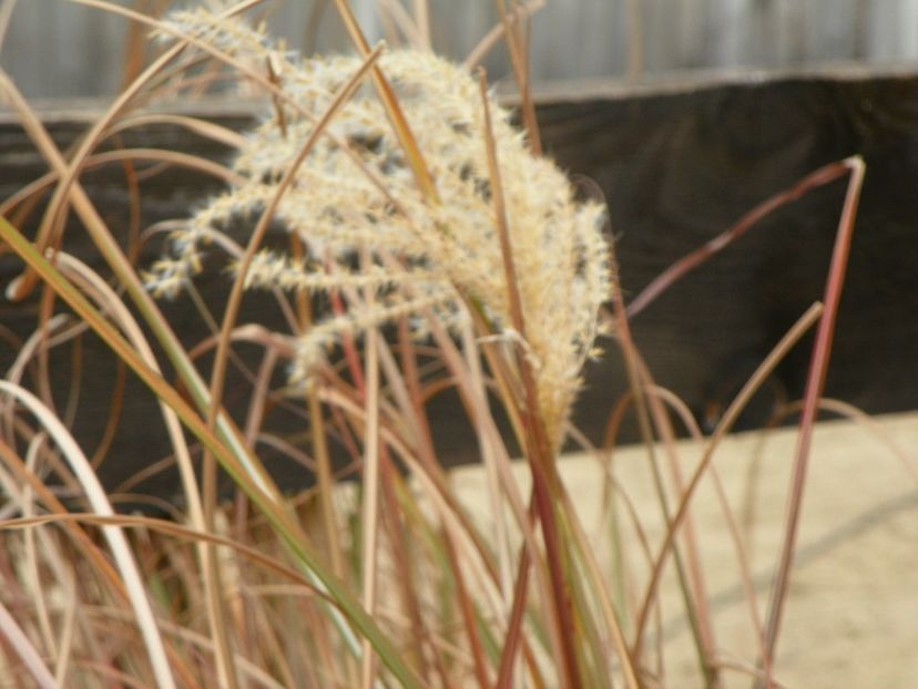 miscanthus sinensis - Dobarland 2019 4
