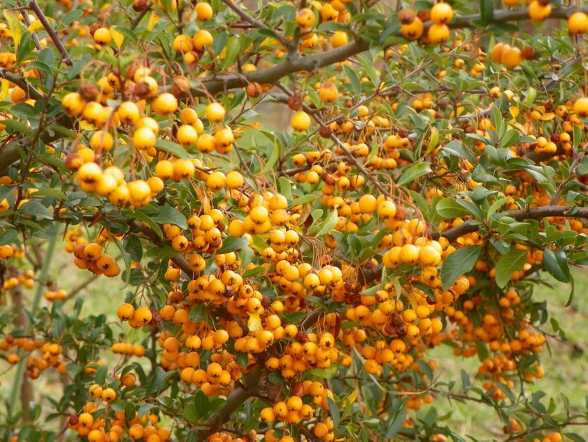 pyracanths Soleil d'Or - Dobarland 2019 4