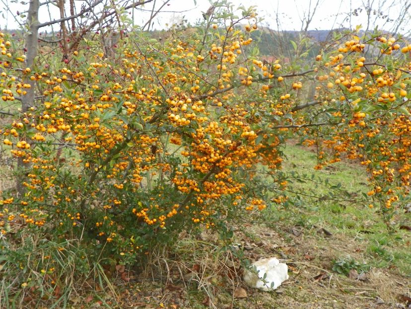 pyracanths Soleil d'Or - Dobarland 2019 4