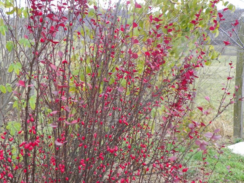 berberis Orange Rocket - Dobarland 2019 4