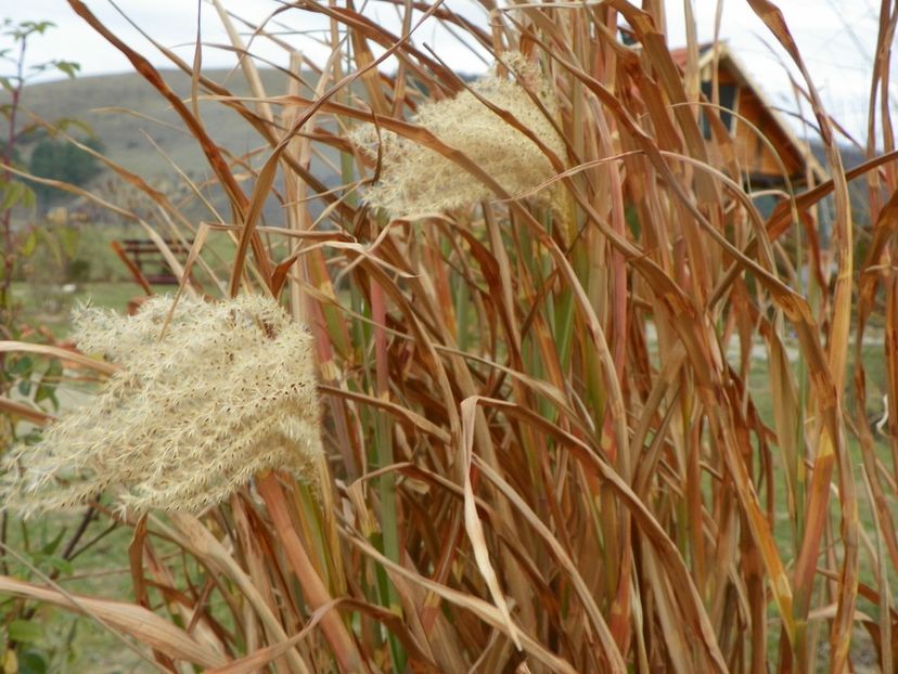 miscanthus Zebrinus - Dobarland 2019 4
