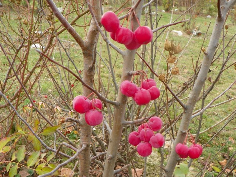 malus Red Sentinel - Dobarland 2019 4