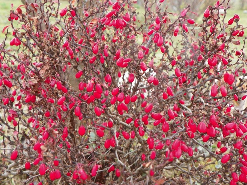 berberis Admiration - Dobarland 2019 4