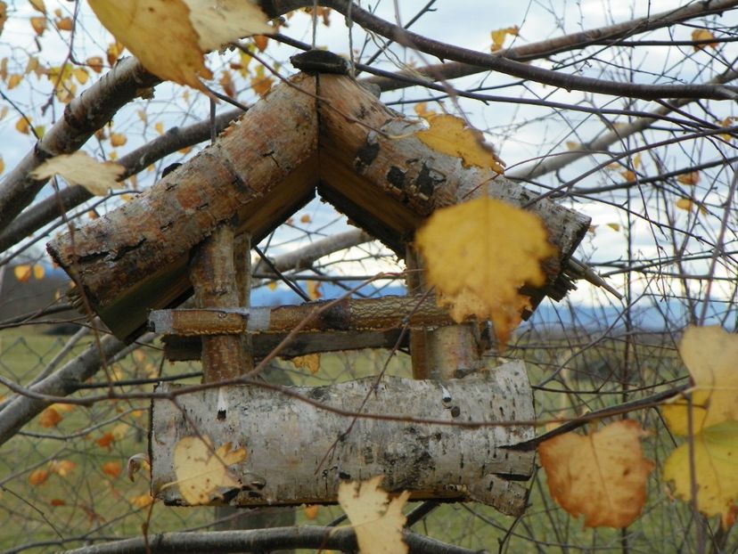 casuta din mesteacan - Dobarland 2019 4