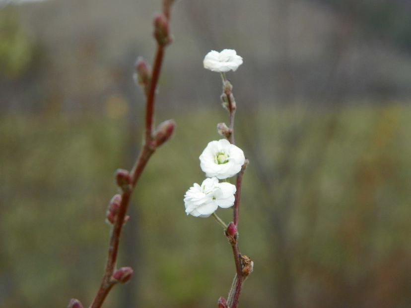 spiraea prunifolia Plena - Dobarland 2019 4