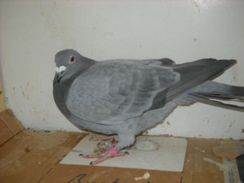  - UNDEVA IN SUCEAVA arhiva