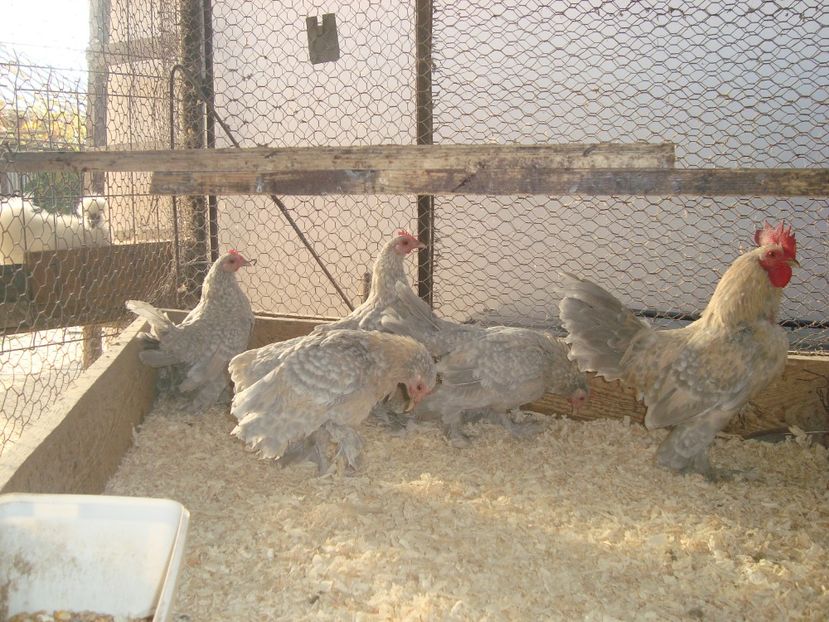  - 2020-19 Mii de flori isabel portelan fam 1