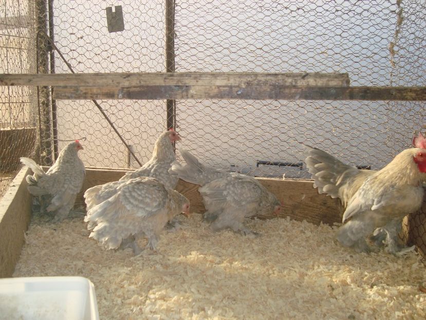  - 2020-19 Mii de flori isabel portelan fam 1