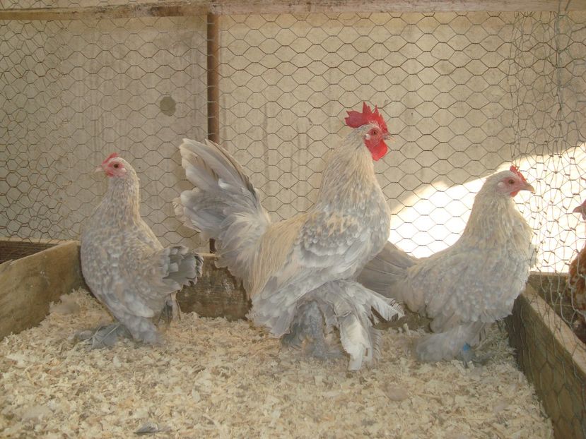  - 2020-20 Mii de flori isabel portelan fam 2