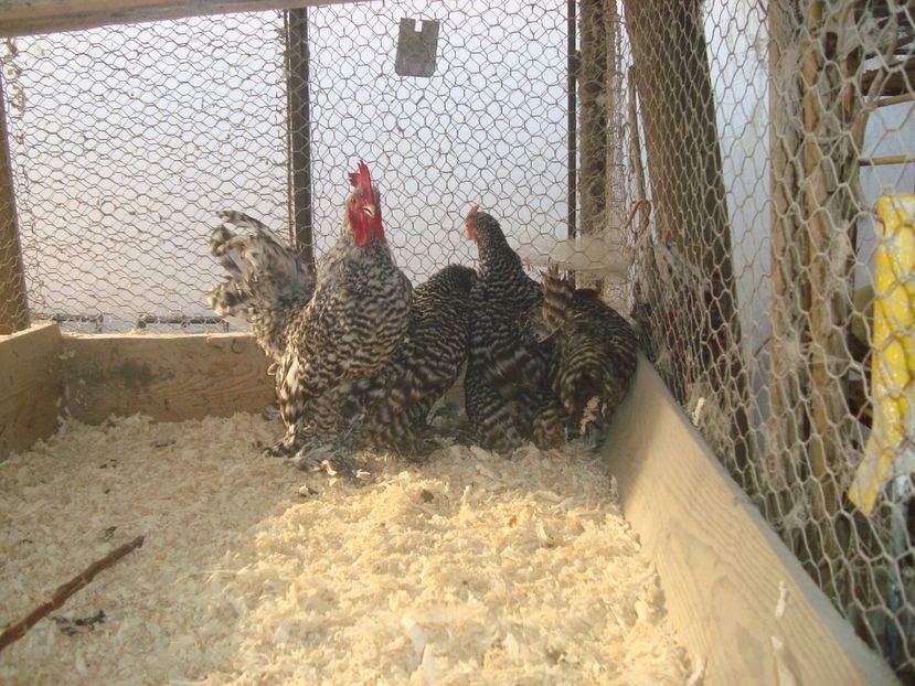  - 2020-21 Mii de flori barat