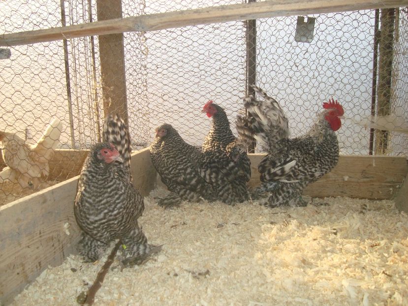  - 2020-21 Mii de flori barat