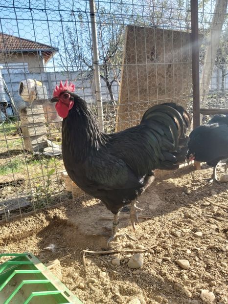  - Australorp negru 2019