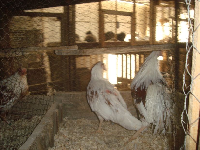  - 2020-23 Yokohama pitic alb-rosu fam 2