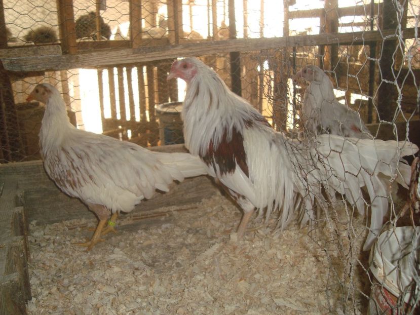  - 2020-23 Yokohama pitic alb-rosu fam 2