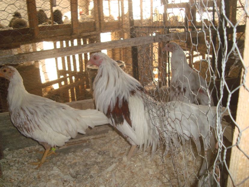  - 2020-23 Yokohama pitic alb-rosu fam 2