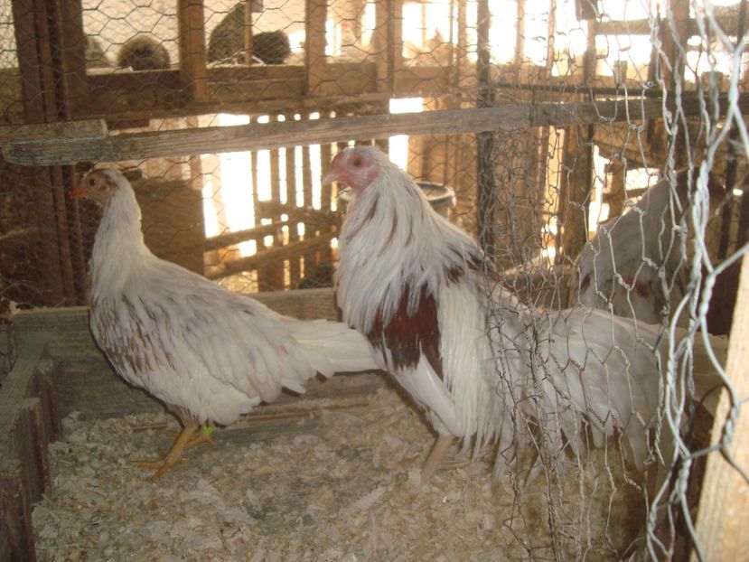  - 2020-23 Yokohama pitic alb-rosu fam 2