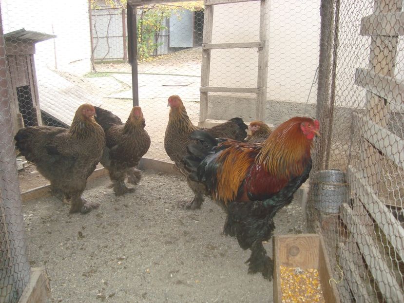  - 2020-05 Brahma pot fam 2