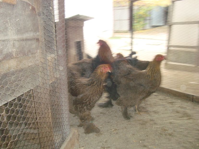  - 2020-05 Brahma pot fam 2