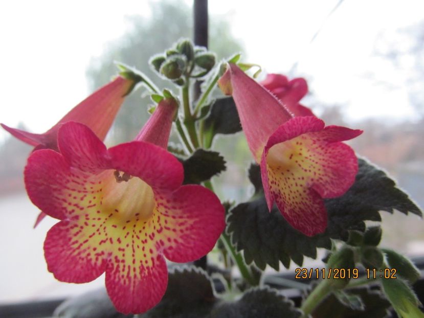 North Sunburst - ACHIMENES 2020 - VANZARI HIBRIZI