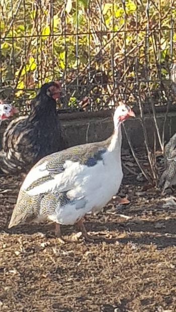  - Bibilici baltate 2020