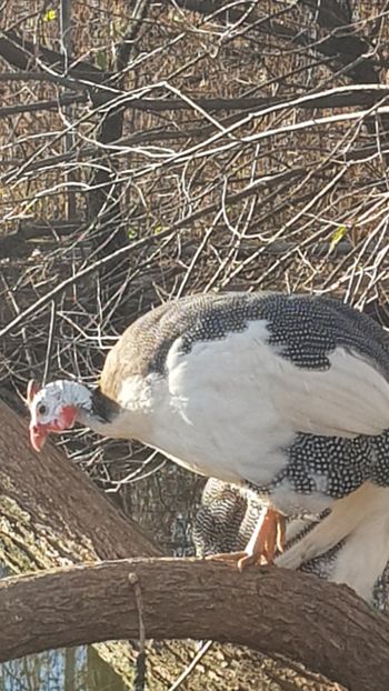  - Bibilici baltate 2020