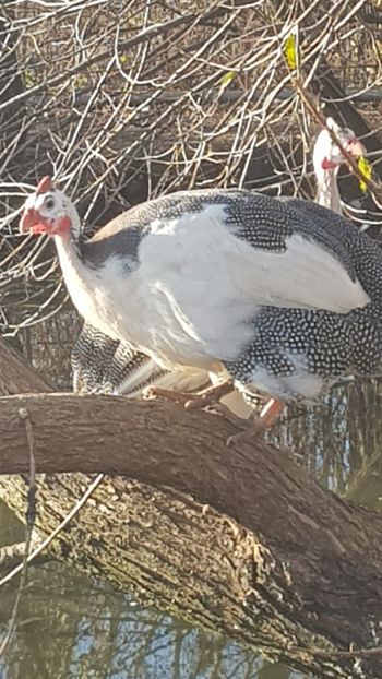  - Bibilici baltate 2020