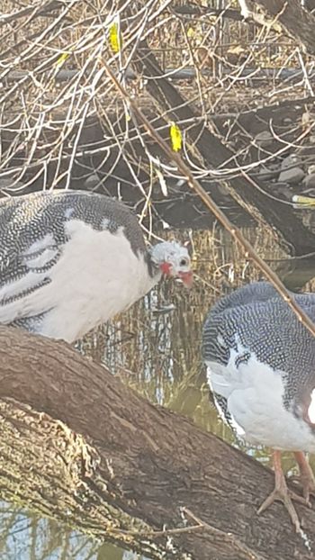  - Bibilici baltate 2020