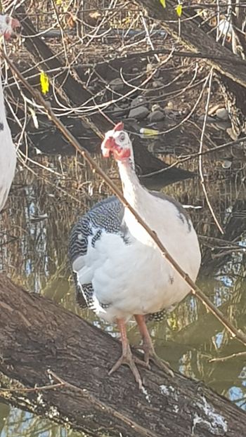  - Bibilici baltate 2020