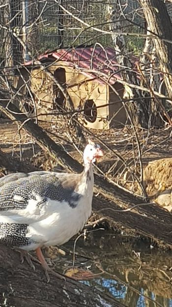  - Bibilici baltate 2020