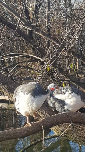  - Bibilici baltate 2020