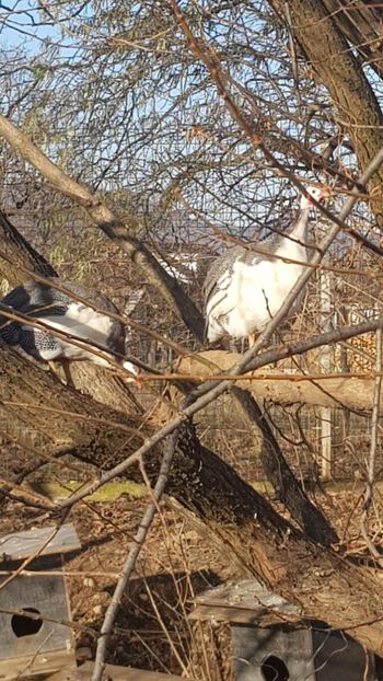  - Bibilici baltate 2020