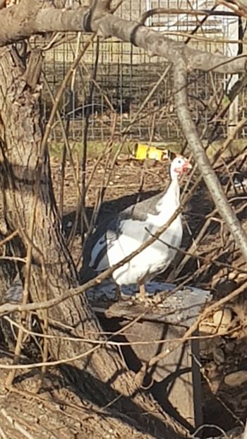  - Bibilici baltate 2020