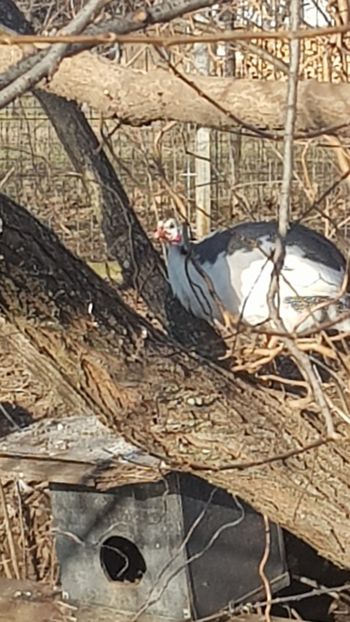  - Bibilici baltate 2020