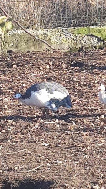  - Bibilici baltate 2020