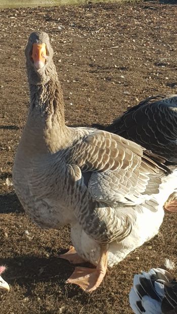  - Gâște de toulouse 2020