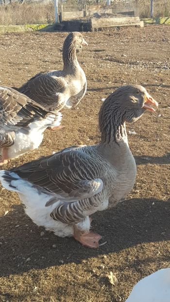  - Gâște de toulouse 2020