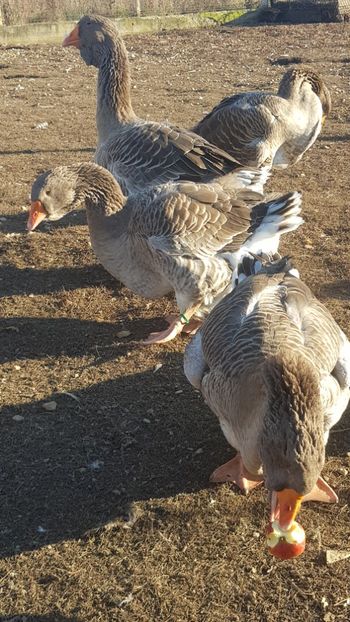  - Gâște de toulouse 2020