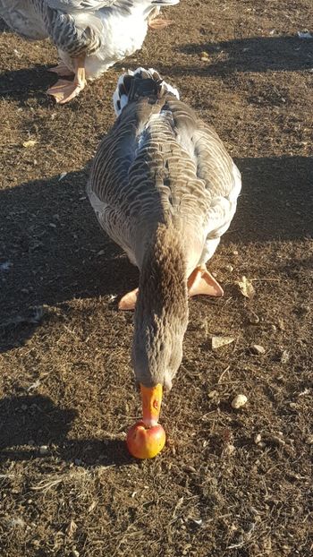  - Gâște de toulouse 2020