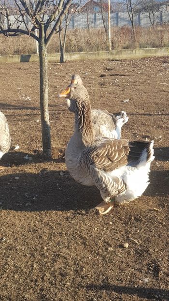  - Gâște de toulouse 2020