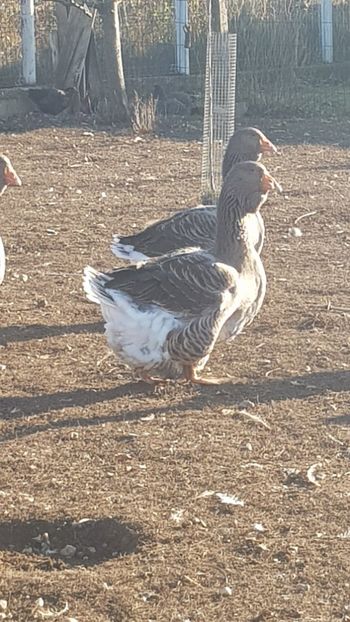  - Gâște de toulouse 2020