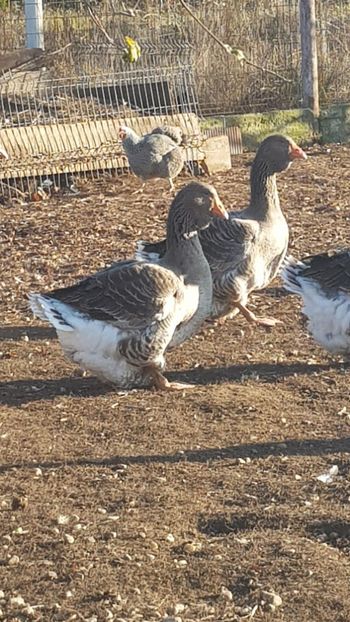  - Gâște de toulouse 2020