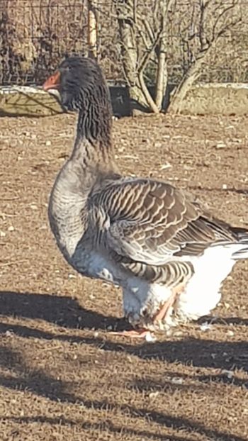  - Gâște de toulouse 2020