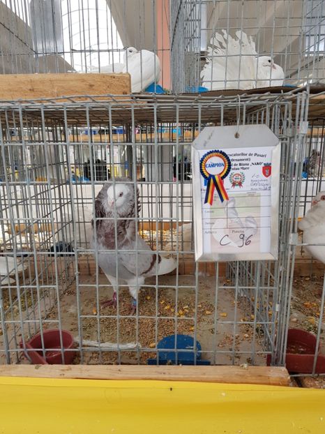  - Campion Expozitie Sanicolau Mare 2019