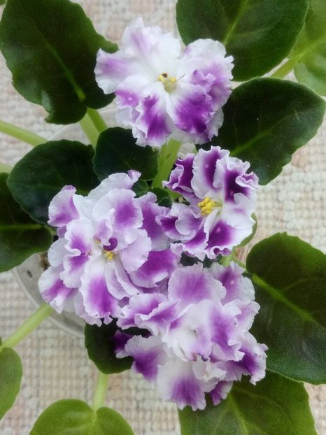 AE Avantiura - A Violete Africane