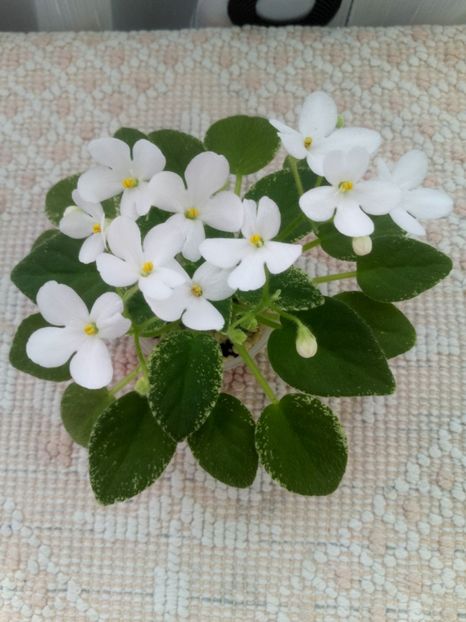 Allan’s Fallen Angel - A Violete Africane