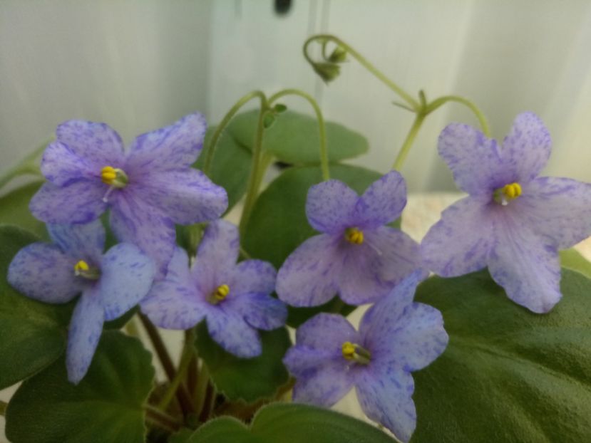 Allegro Appalachian Trail - A Violete Africane