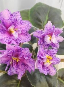 Cathedral - A Violete Africane