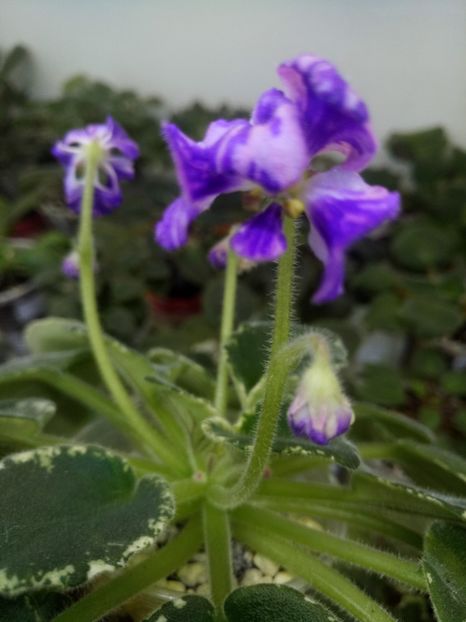 DS Parrot - A Violete Africane