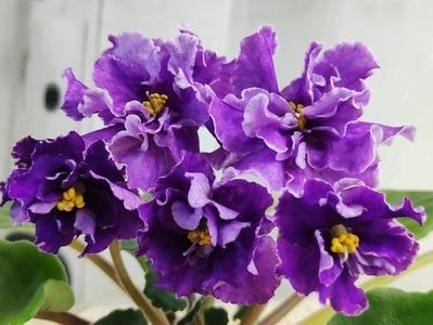 EK Shedevr Khudozhnika - A Violete Africane