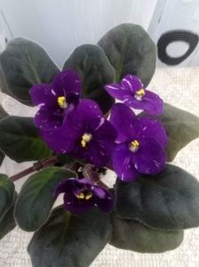 Fisher s Leone - A Violete Africane